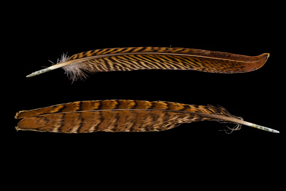 35 mm pheasant feather with a golden terminator - Brown/Black x1