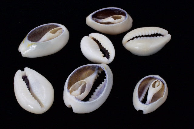 Mixed Size Cut Cowrie Shells 3/4- 1 - 1 kg