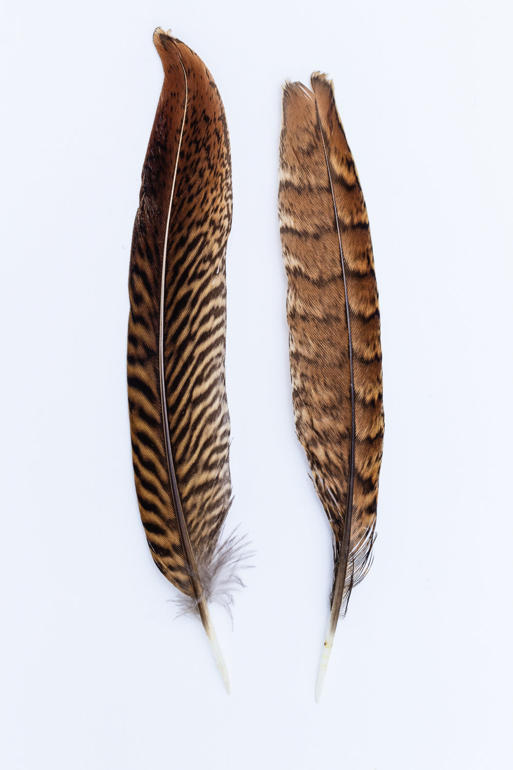 Feather colours and their meaning – Spirit Elements Ltd